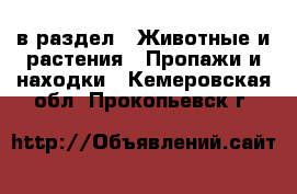  в раздел : Животные и растения » Пропажи и находки . Кемеровская обл.,Прокопьевск г.